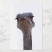 struisvogel voedselcontainer etiket (Enkel label)