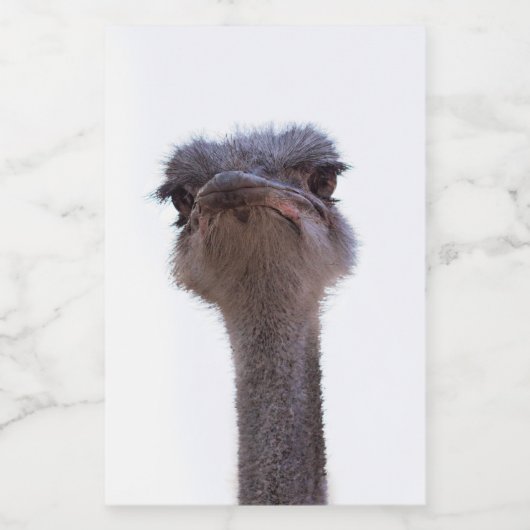 struisvogel voedselcontainer etiket (Enkel label)