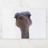 struisvogel voedselcontainer etiket (Enkel label)