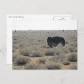 struisvogeletosha briefkaart (Voorkant / Achterkant)