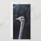 Struisvogelfotografie (Voorkant)