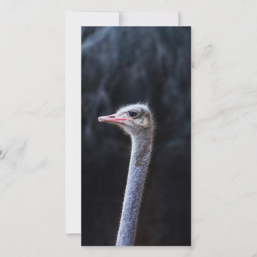 Struisvogelfotografie (Voorkant)