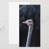 Struisvogelfotografie (Voorkant / Achterkant)
