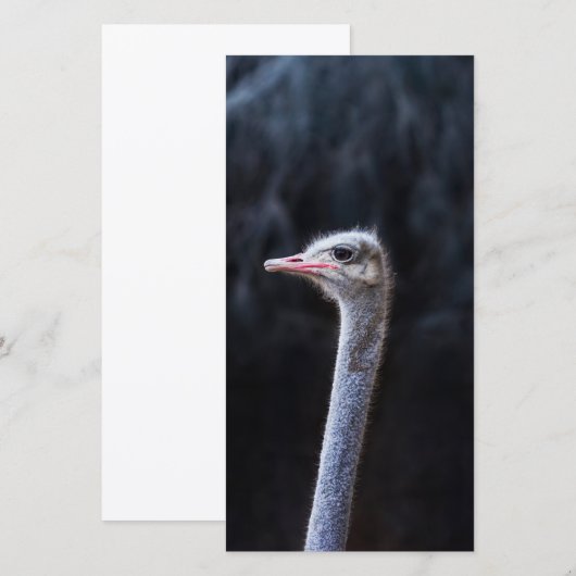 Struisvogelfotografie (Voorkant / Achterkant)