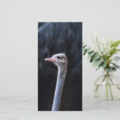 Struisvogelfotografie (Staand voorkant)