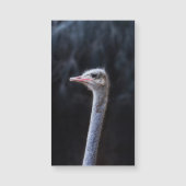 Struisvogelfotografie (Voorkant)