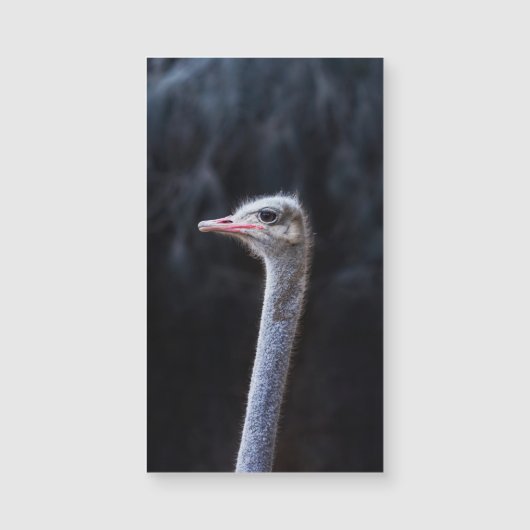 Struisvogelfotografie (Voorkant)