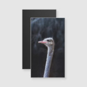 Struisvogelfotografie (Voorkant / Achterkant)