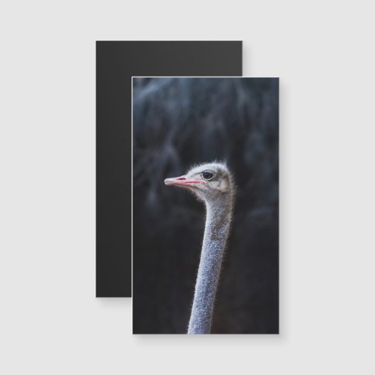 Struisvogelfotografie (Voorkant / Achterkant)
