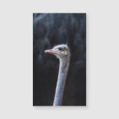 Struisvogelfotografie (Voorkant)