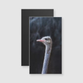 Struisvogelfotografie (Voorkant / Achterkant)