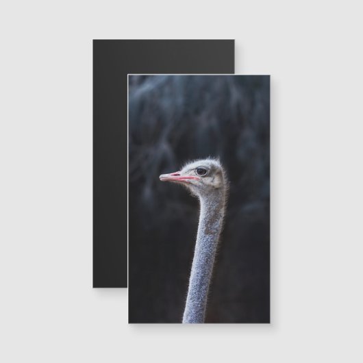 Struisvogelfotografie (Voorkant / Achterkant)