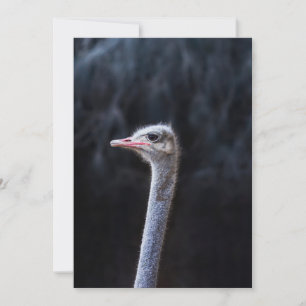 Struisvogelfotografie Aankondiging