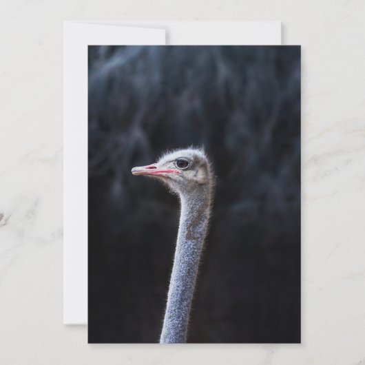 Struisvogelfotografie Aankondiging (Voorkant)
