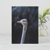 Struisvogelfotografie Aankondiging (Staand voorkant)