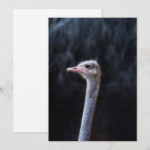 Struisvogelfotografie Aankondiging (Voorkant / Achterkant)
