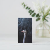 Struisvogelfotografie Advieskaart (Staand voorkant)