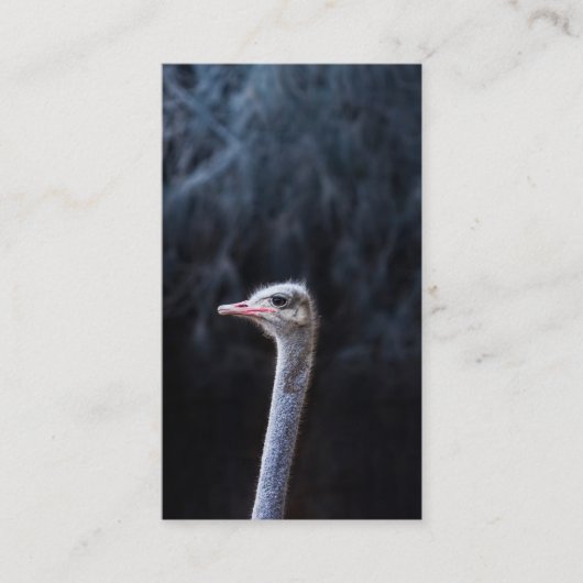 Struisvogelfotografie Advieskaart (Voorkant)