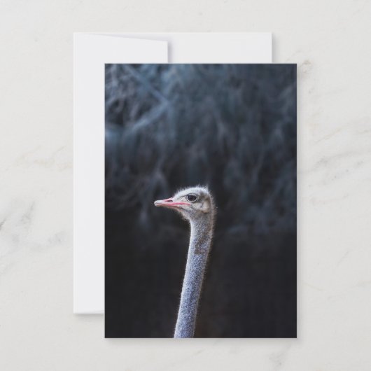 Struisvogelfotografie Bedankkaart (Voorkant)