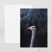 Struisvogelfotografie Bedankkaart (Voorkant / Achterkant)