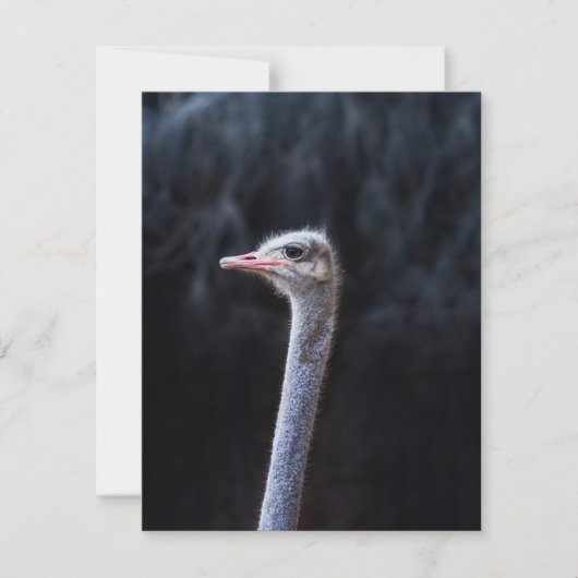 Struisvogelfotografie Bedankkaart (Voorkant)