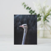 Struisvogelfotografie Bedankkaart (Staand voorkant)
