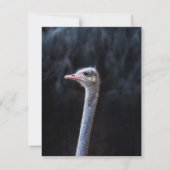 Struisvogelfotografie Bedankkaart (Achterkant)