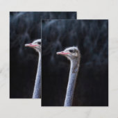 Struisvogelfotografie Bedankkaart (Voorkant / Achterkant)