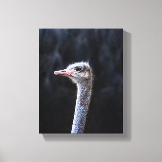 Struisvogelfotografie Canvas Afdruk (Voorkant)