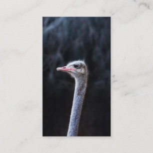 Struisvogelfotografie Contactkaartje