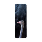 Struisvogelfotografie Etiket (Voorkant)