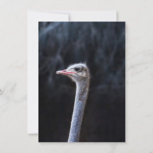 Struisvogelfotografie Feestdagenkaart
