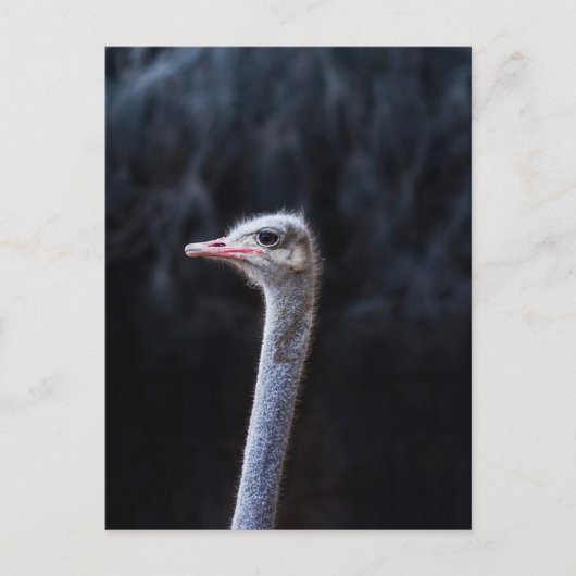 Struisvogelfotografie Feestdagenkaart (Voorkant)