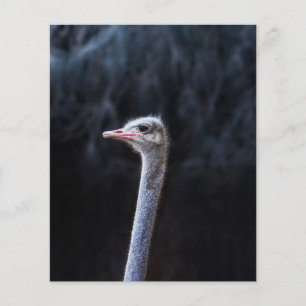 Struisvogelfotografie Flyer