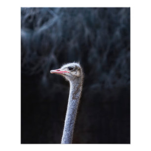 Struisvogelfotografie Foto Afdruk