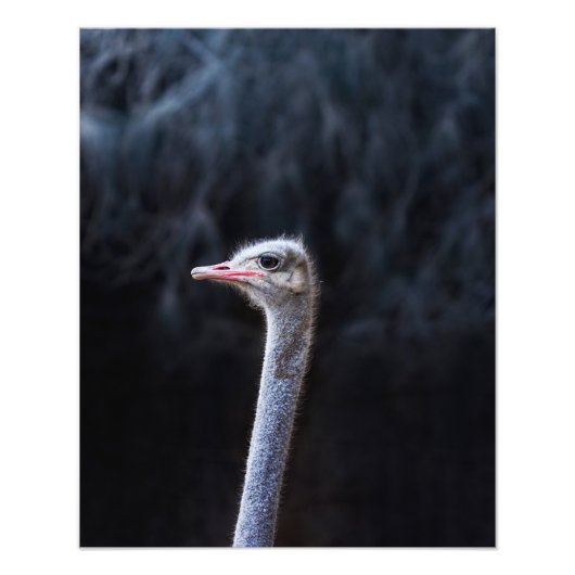 Struisvogelfotografie Foto Afdruk (Voorkant)