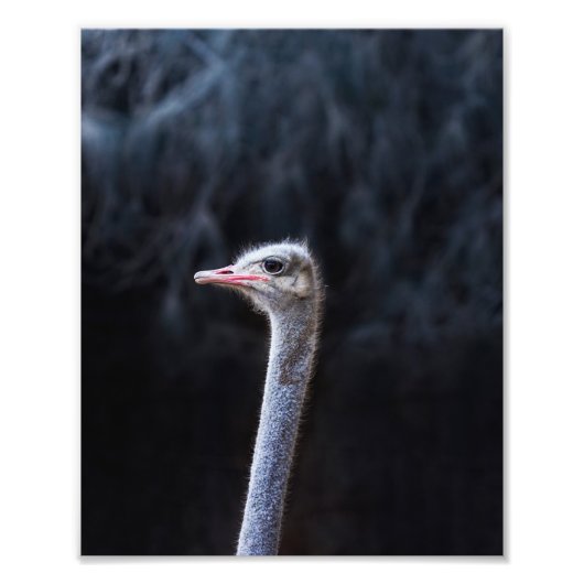 Struisvogelfotografie Foto Afdruk (Voorkant)