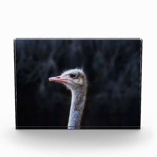 Struisvogelfotografie Fotoblokken (Voorkant)