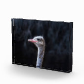 Struisvogelfotografie Fotoblokken (Rechts)