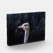 Struisvogelfotografie Fotoblokken (Links)