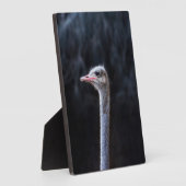 Struisvogelfotografie Fotoplaat (Zijkant)