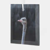 Struisvogelfotografie Glas Ornament (Voorkant links)