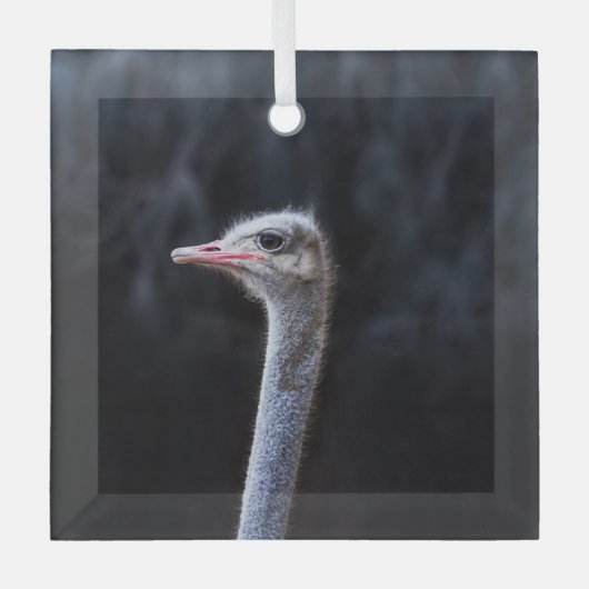 Struisvogelfotografie Glas Ornament (Voorkant)