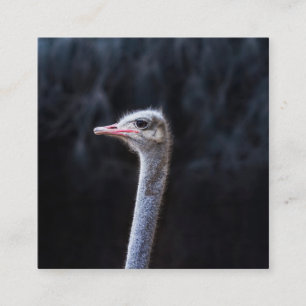 Struisvogelfotografie Informatiekaartje