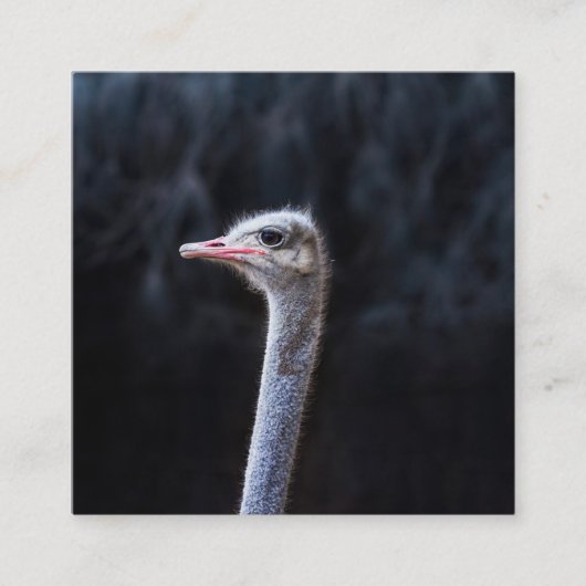 Struisvogelfotografie Informatiekaartje (Voorkant)