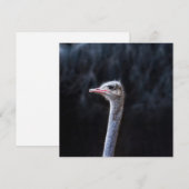 Struisvogelfotografie Kaart (Voorkant / Achterkant)