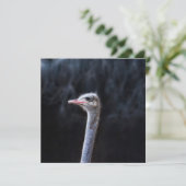 Struisvogelfotografie Kaart (Staand voorkant)