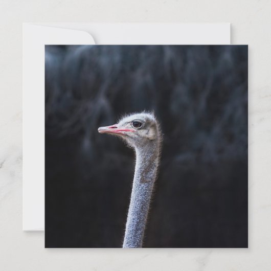 Struisvogelfotografie Kaart (Voorkant)