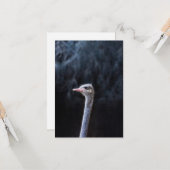 Struisvogelfotografie Kaart (Voorkant / Achterkant in situ)