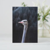 Struisvogelfotografie Kaart (Staand voorkant)